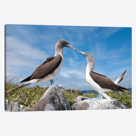 Blue-Footed Booby Pair In Courtship Dance, Galapagos Islands, Ecuador. Sequence 2 Of 6 Canvas Print #TUI16} by Tui De Roy Canvas Print