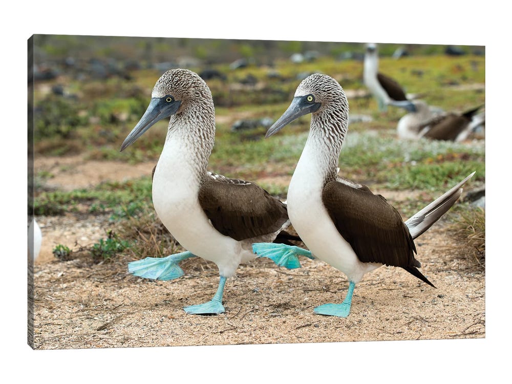Blue Footed Booby - Wildlife Print