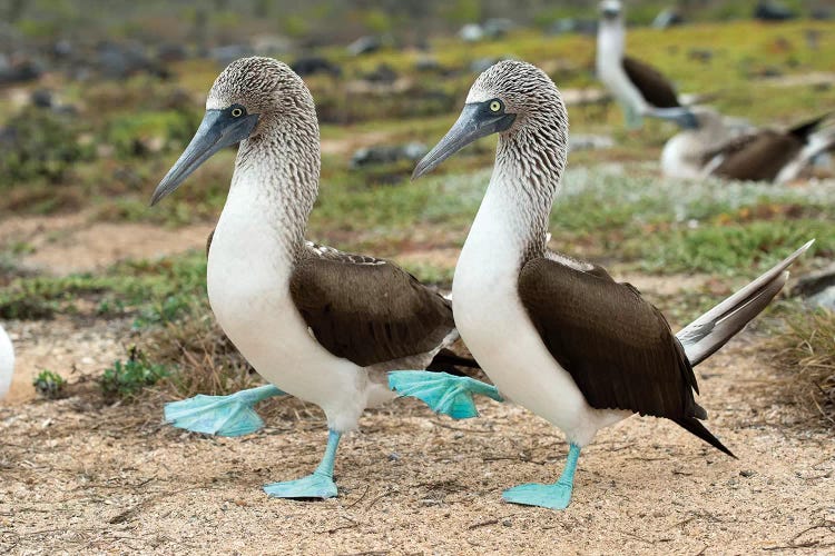 Blue-Footed Booby Pair In Courtship Dance, Santa Cruz Island, Galapagos Islands, Ecuador