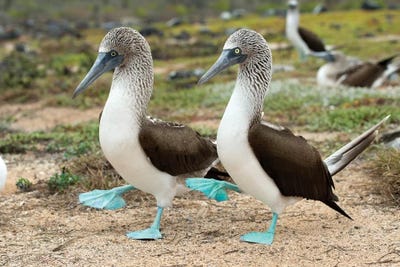 Ecuador