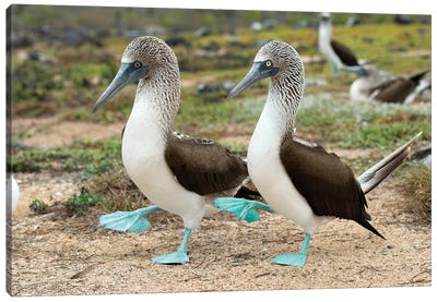 Blue-Footed Booby Pair In Courtship Dance, Santa Cruz Island, Galapagos Islands, Ecuador Canvas Art Print - Ecuador