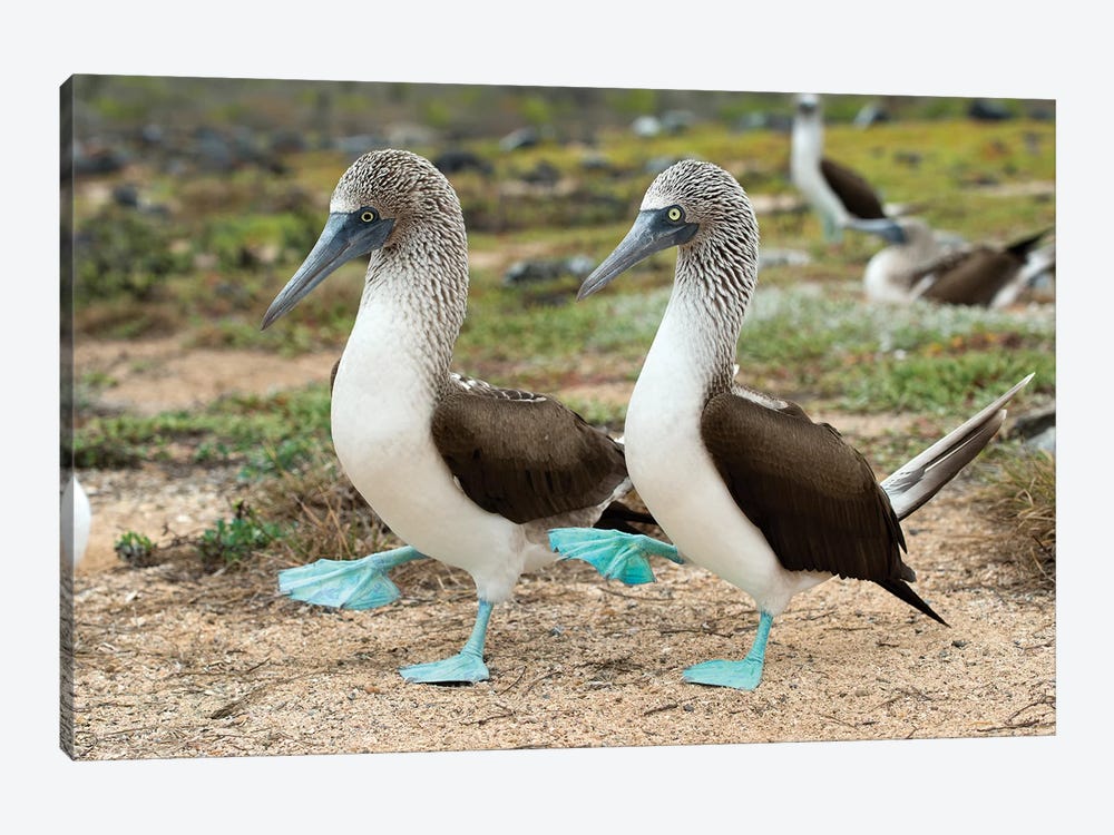Blue-Footed Booby Pair In Courtship Dance, Santa Cruz Island, Galapagos Islands, Ecuador 1-piece Canvas Art