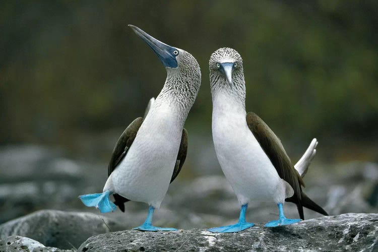 Blue-Footed Booby Pair Performing Courtship Dance, Punta Cevallos, Espanola Island, Galapagos Islands, Ecuador