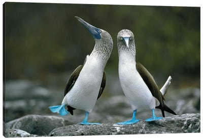 Blue-Footed Booby Pair Performing Courtship Dance, Punta Cevallos, Espanola Island, Galapagos Islands, Ecuador Canvas Art Print