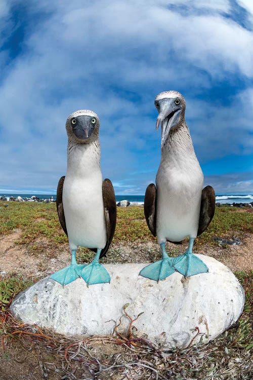 Blue-Footed Booby Pair, Santa Cruz Island, Galapagos Islands, Ecuador