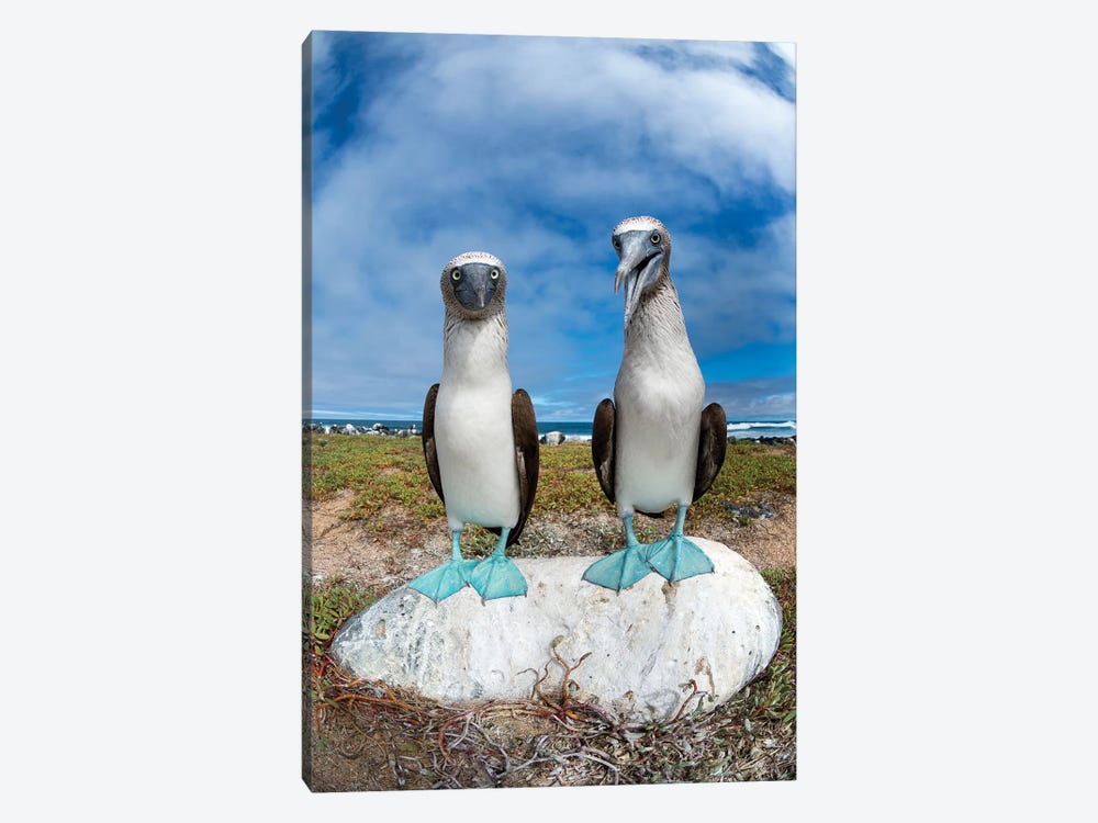 Blue-Footed Booby Pair, Santa Cruz Island, Galapagos Islands, Ecuador by Tui De Roy 1-piece Canvas Art