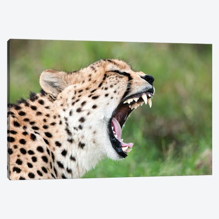 Cheetah Yawning, El Karama Ranch, Kenya Canvas Print #TUI23} by Tui De Roy Canvas Art Print