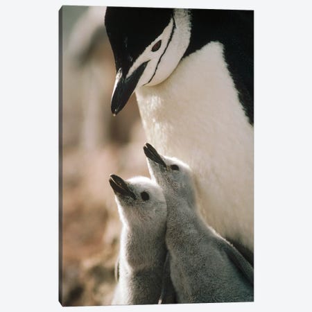 Chinstrap Penguin Bowing Over Twin Chicks Nelson Island, South Shetland Islands, Antarctica Canvas Print #TUI24} by Tui De Roy Canvas Art