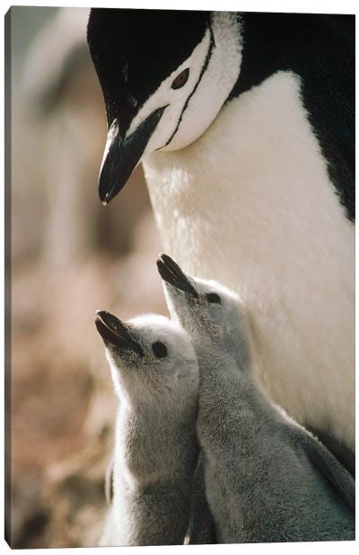 Chinstrap Penguin Bowing Over Twin Chicks Nelson Island, South Shetland Islands, Antarctica Canvas Art Print - Tui De Roy