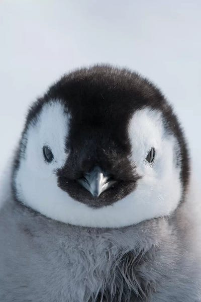 Emperor Penguin Baby