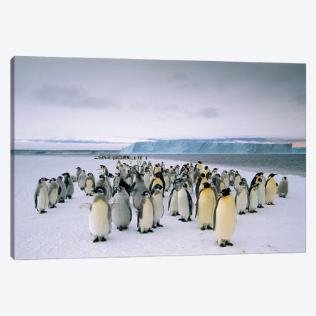 Fledging Emperor Penguins Gathering Along The Fast Ice Edge, Cape Darnley, Davis Sea, Antarctica Canvas Print #TUI28} by Tui De Roy Art Print