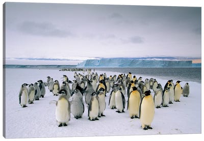 Fledging Emperor Penguins Gathering Along The Fast Ice Edge, Cape Darnley, Davis Sea, Antarctica Canvas Art Print