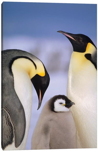Emperor Penguin Pair With Chick, Atka Bay, Princess Martha Coast, Weddell Sea, Antarctica Canvas Art Print - Tui De Roy