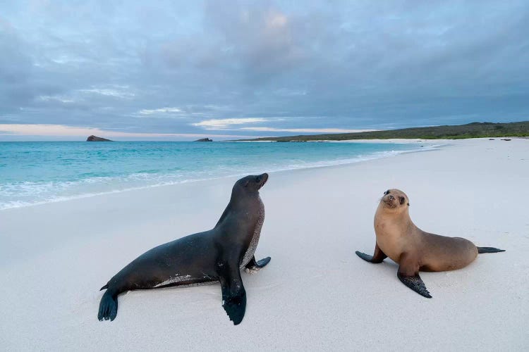 Galapagos Sea Lion Pair On Beach, Galapagos Islands, Ecuador