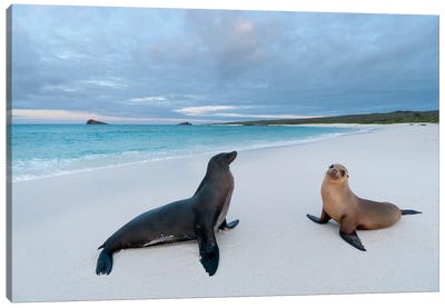 Galapagos Sea Lion Pair On Beach, Galapagos Islands, Ecuador Canvas Art Print - South America Art
