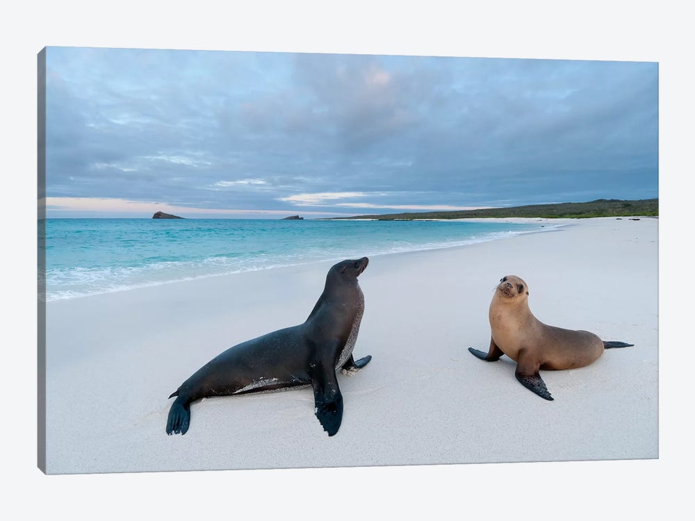 Galapagos Sea Lion Pair On Beach, Galapagos Islands, Ecuador by Tui De Roy 1-piece Canvas Art Print