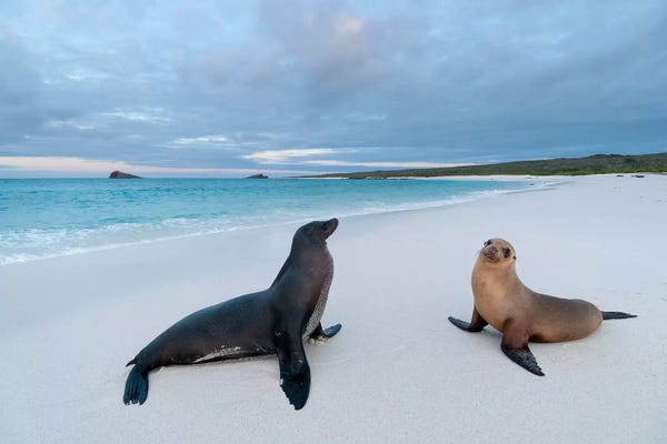 Seals & Sea Lions: Galapagos Sea Lion Pair On Beach, Galapagos Islands, Ecuador by Tui De Roy