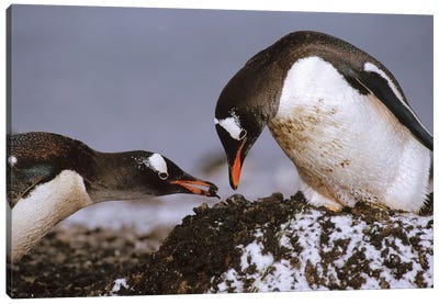 Gentoo Penguin Nesting Adults Rebuild Pebble Nest, Aitcho Island, South Shetland Islands, Antarctica Canvas Art Print - Tui De Roy