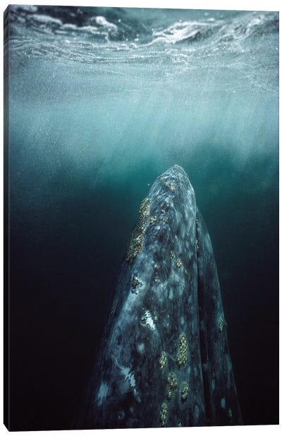 Gray Whale Adult Underwater In Breeding Lagoon, Magdalena Bay, Baja California, Mexico Canvas Art Print - Tui De Roy
