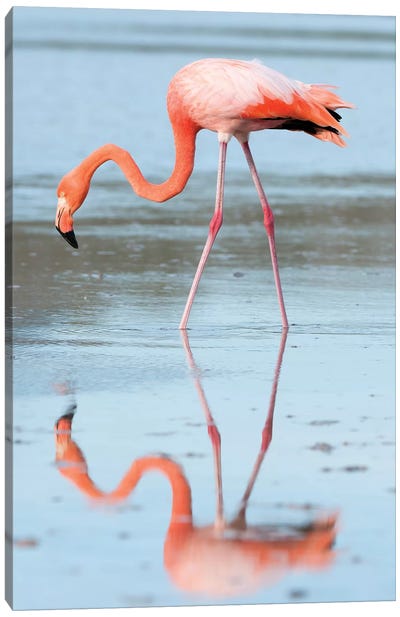 Greater Flamingo Foraging, Galapagos Islands, Ecuador Canvas Art Print - Tui De Roy