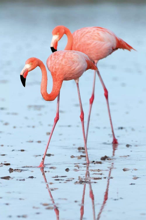 Greater Flamingo Pair Wading, Galapagos Islands, Ecuador