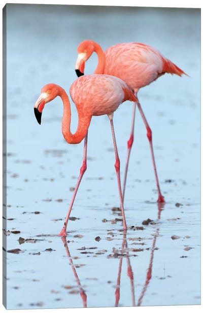 Greater Flamingo Pair Wading, Galapagos Islands, Ecuador Canvas Art Print - Flamingo Art