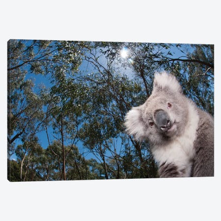 Koala In Gum Tree Forest, Victoria, Australia Canvas Print #TUI49} by Tui De Roy Art Print