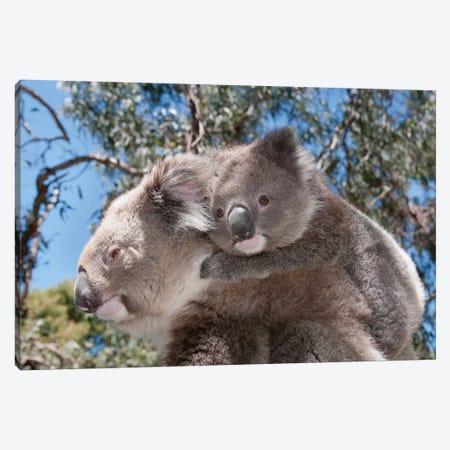 Koala Mother Carrying Young In Gum Tree Forest, Victoria, Australia Canvas Print #TUI50} by Tui De Roy Canvas Wall Art