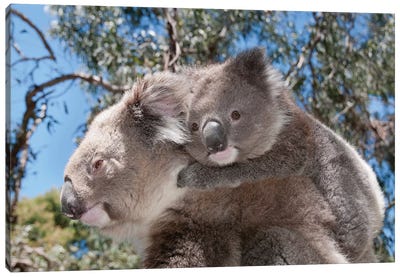 Koala Mother Carrying Young In Gum Tree Forest, Victoria, Australia Canvas Art Print - Tui De Roy