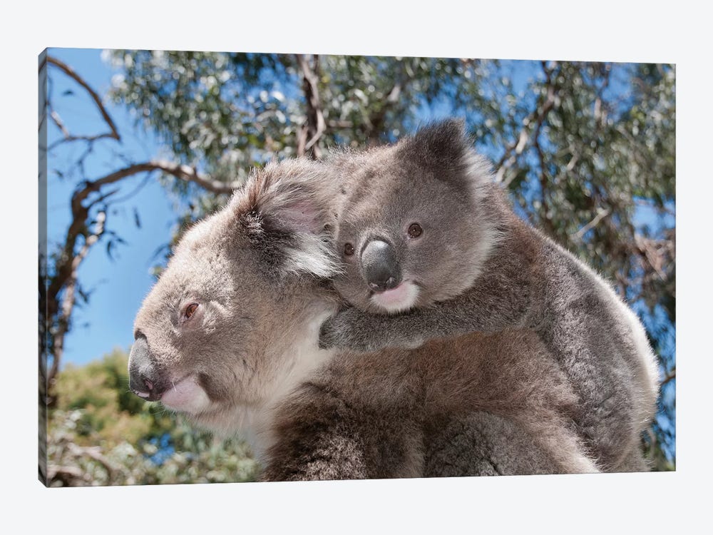 Koala Mother Carrying Young In Gum Tree Forest, Victoria, Australia 1-piece Canvas Print