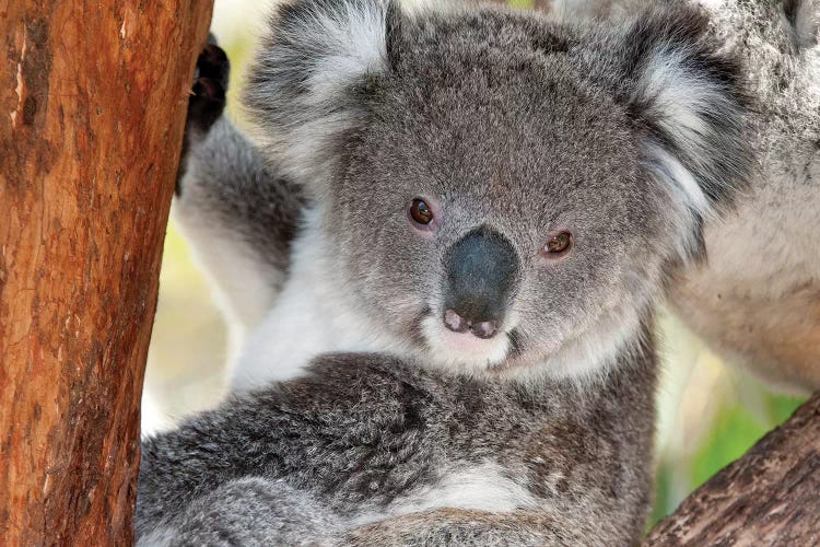 Koala, Victoria, Australia