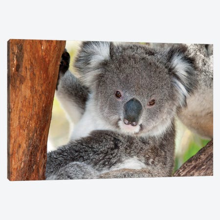 Koala, Victoria, Australia Canvas Print #TUI51} by Tui De Roy Canvas Wall Art