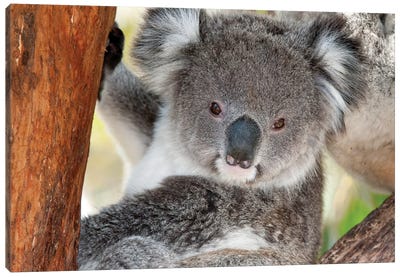Koala, Victoria, Australia Canvas Art Print - Tui De Roy