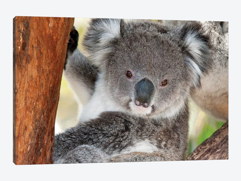Koala, Victoria, Australia by Tui De Roy 1-piece Canvas Wall Art