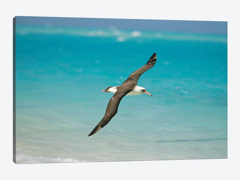 Laysan Albatross Navigating Across Ocean From North Pacific Feeding Grounds To Breeding Colony, Midway Atoll, Hawaii by Tui De Roy 1-piece Canvas Print