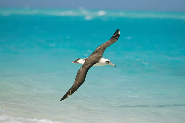 Laysan Albatross Navigating Across Ocean From North Pacific Feeding Grounds To Breeding Colony, Midway Atoll, Hawaii