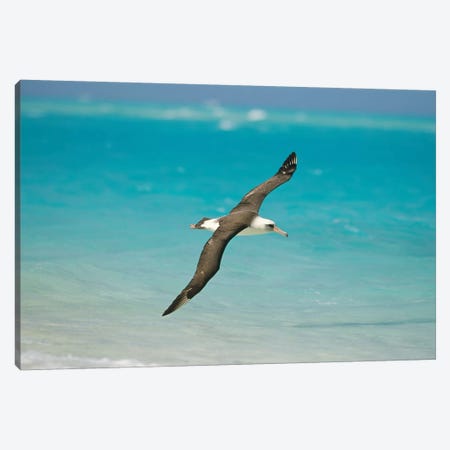 Laysan Albatross Navigating Across Ocean From North Pacific Feeding Grounds To Breeding Colony, Midway Atoll, Hawaii Canvas Print #TUI52} by Tui De Roy Canvas Wall Art