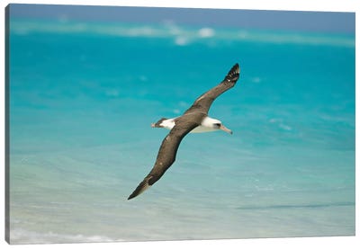 Laysan Albatross Navigating Across Ocean From North Pacific Feeding Grounds To Breeding Colony, Midway Atoll, Hawaii Canvas Art Print - Tui De Roy