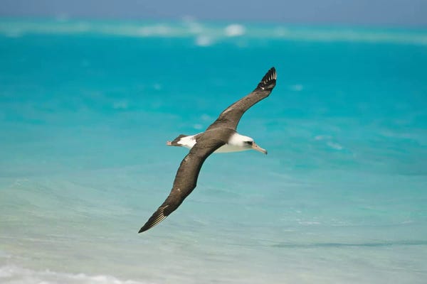 Tui De Roy: Laysan Albatross Navigating Across Ocean From North Pacific Feeding Grounds To Breeding Colony, Midway Atoll, Hawaii by Tui De Roy