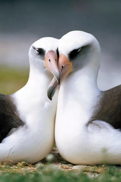 Laysan Albatross Pair Bonding, Midway Atoll, Hawaii II by Tui De Roy canvas print