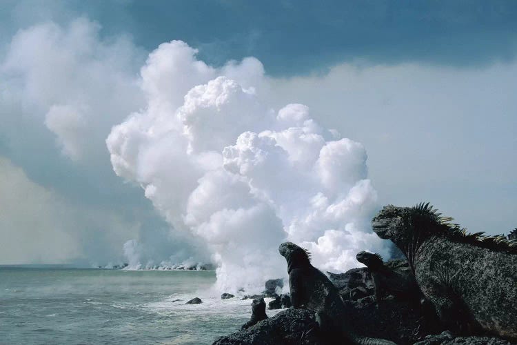 Group Of Marine Iguanas With Lava Flow Entering Sea, Cape Hammond, Fernandina Island, Galapagos Islands, Ecuador