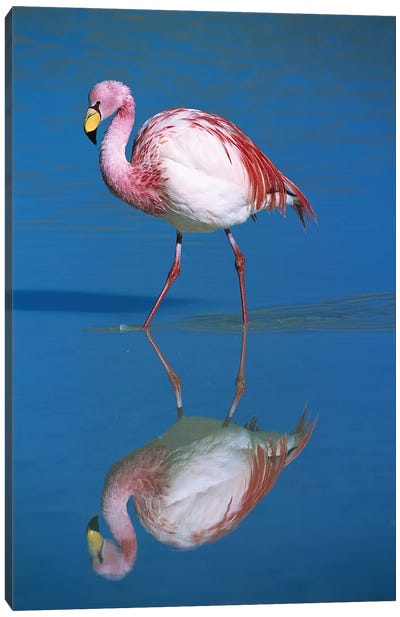A Wading Puna Flamingo And Its Reflection, Laguna Colorada, Andean Altiplano, Bolivia Canvas Art Print