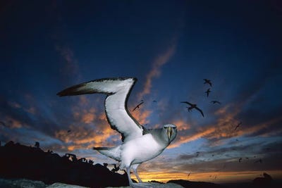 Salvin's Albatross Returning To Crowded Nesting Colony At Sunset, Proclamation Island, Bounty Islands, New Zealand by Tui De Roy acrylic art print
