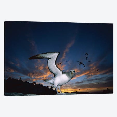 Salvin's Albatross Returning To Crowded Nesting Colony At Sunset, Proclamation Island, Bounty Islands, New Zealand Canvas Print #TUI59} by Tui De Roy Canvas Art