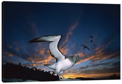 Salvin's Albatross Returning To Crowded Nesting Colony At Sunset, Proclamation Island, Bounty Islands, New Zealand Canvas Art Print - Tui De Roy