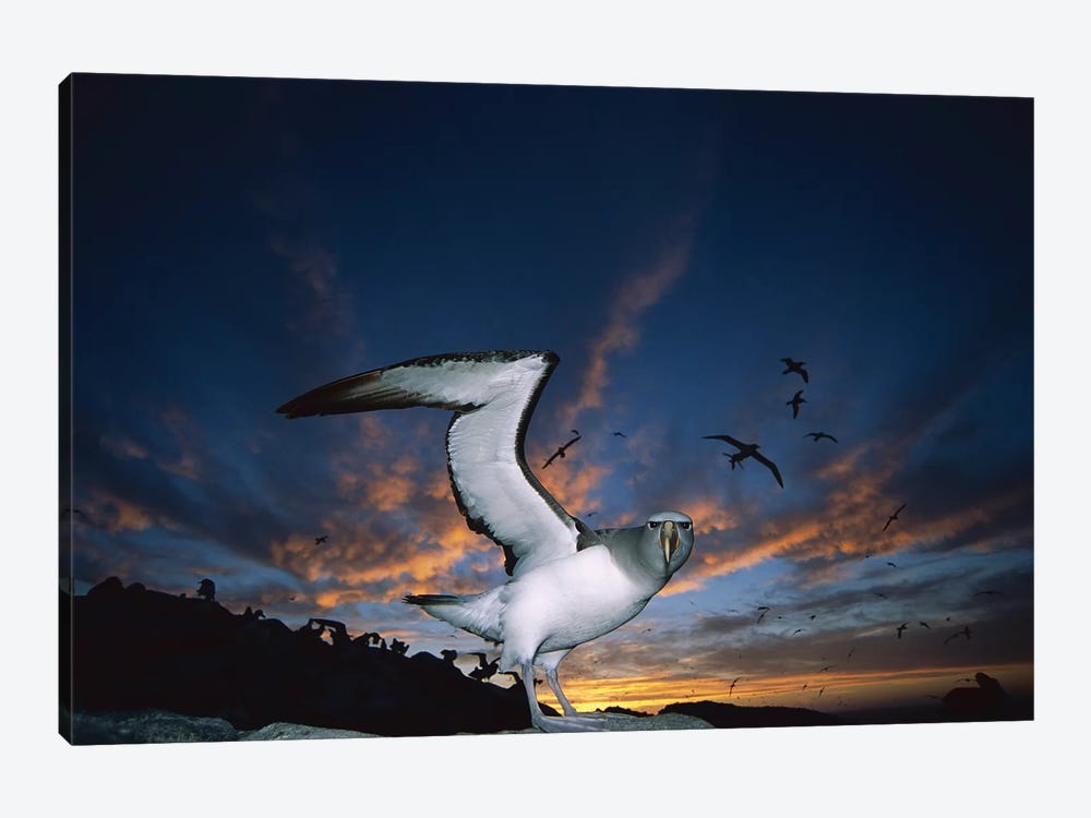 Salvin's Albatross Returning To Crowded Nesting Colony At Sunset, Proclamation Island, Bounty Islands, New Zealand by Tui De Roy 1-piece Canvas Wall Art