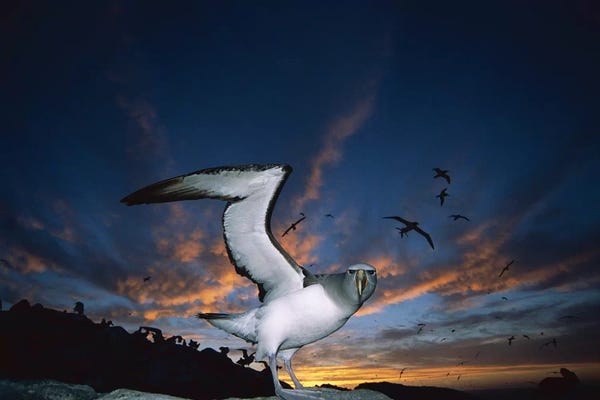 Tui De Roy: Salvin's Albatross Returning To Crowded Nesting Colony At Sunset, Proclamation Island, Bounty Islands, New Zealand by Tui De Roy