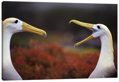 Waved Albatross Courtship Display Sequence, Punta Cevallos, Espanola Island, Galapagos Islands, Ecuador Canvas Art Print - Tui De Roy