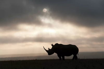 Rhinoceroses