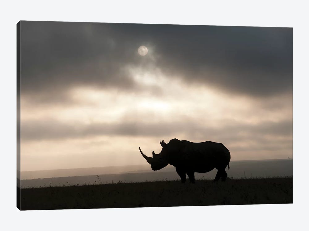 White Rhinoceros At Sunset, Solio Game Reserve, Kenya by Tui De Roy 1-piece Canvas Print